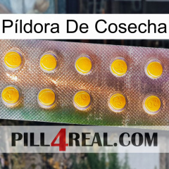 Píldora De Cosecha new11